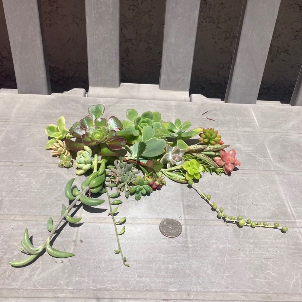 morganamulligan succulents